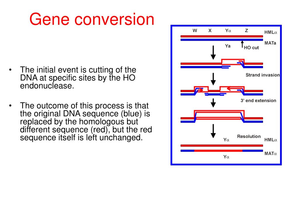 PPT השמר PowerPoint Presentation, free download ID3538161