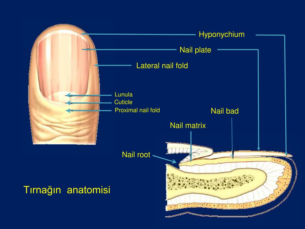 Лунула. Лунка на ногтях строение ногтя. Ноготь кутикула лунула. Cuticles Nail строение. Матрикс лунула.