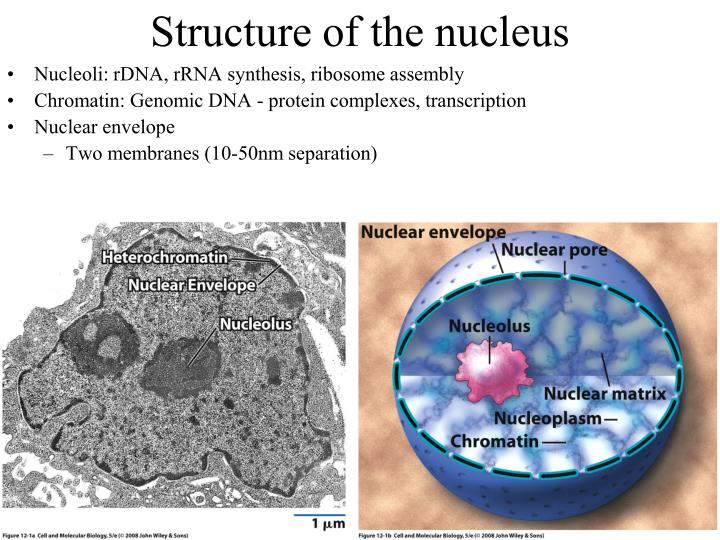 nucleus ppt presentation download