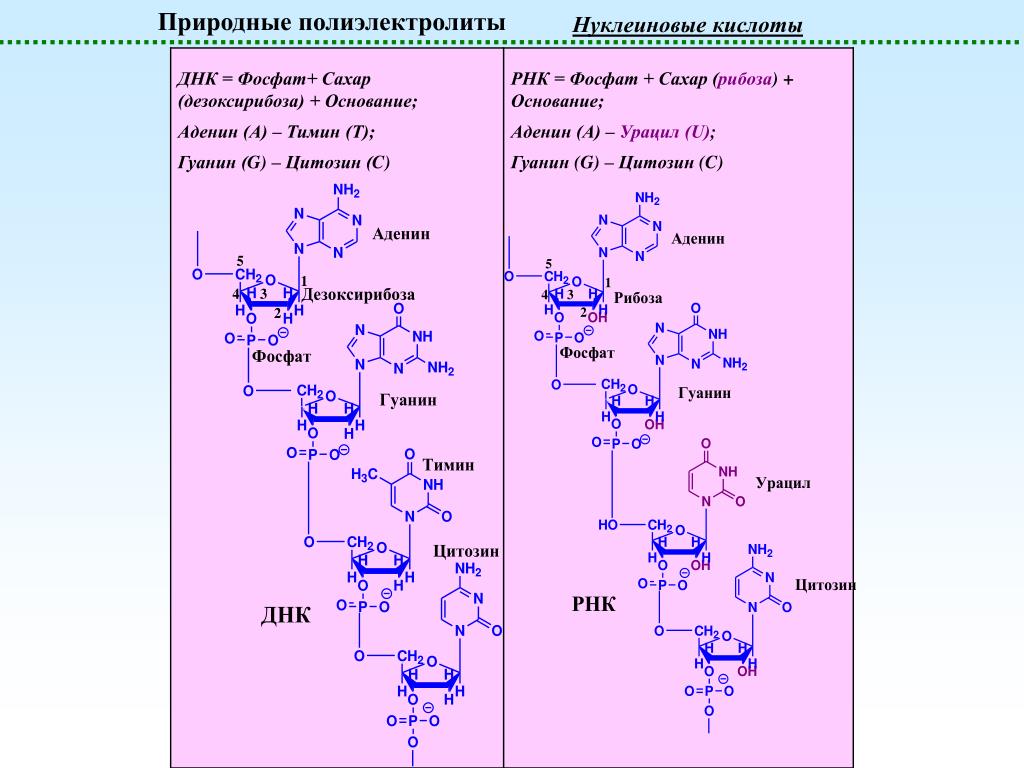 Нуклеиновые кислоты фосфор. Полиэлектролиты классификация. Неорганические полиэлектролиты. Природные полиэлектролиты. Полимеризация нуклеиновых кислот.