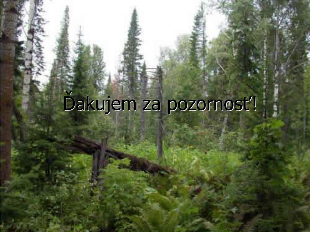 Студенты изучают уникальные экосистемы ненарушенной тайги. Тайга поредела. Труднопроходимая Тайга. Дремучая Тайга Сибирь. НЕПРОХОДИМЫЙ лес в Сибири.
