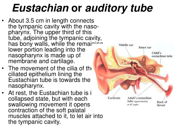 ear anatomy eustachian tube Biology Diagrams