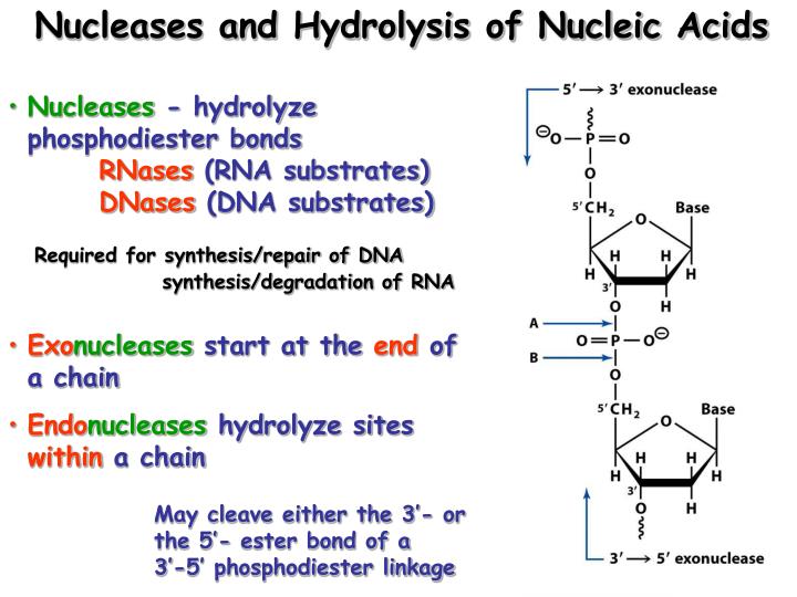 PPT - Three dimensional structure of DNA PowerPoint Presentation - ID ...