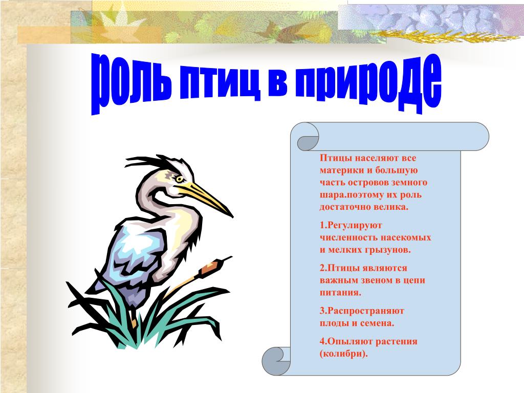 Значение птиц биология 8 класс. Роль птиц в природе. Важность птиц в природе. Роль птиц в жизни человека. Роль птиц в жизни природы.