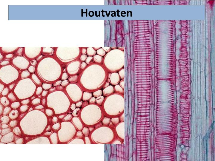 PPT - Havo 5 B6 Stofwisseling in planten PowerPoint Presentation - ID ...