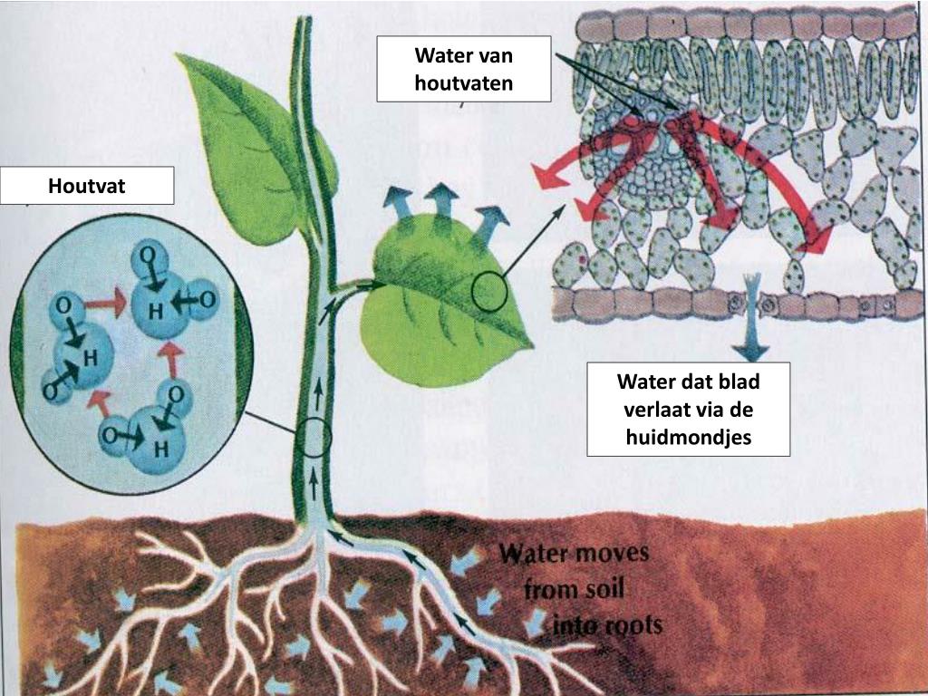 PPT Havo 5 B6 Stofwisseling In Planten PowerPoint Presentation Free 