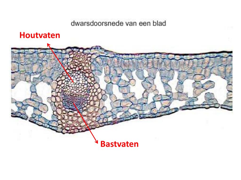 PPT Havo 5 B6 Stofwisseling In Planten PowerPoint Presentation Free 