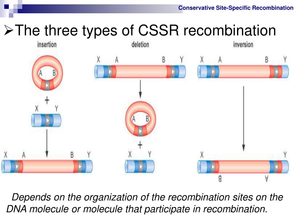 Ppt site specific recombination transposition of dna powerpoint