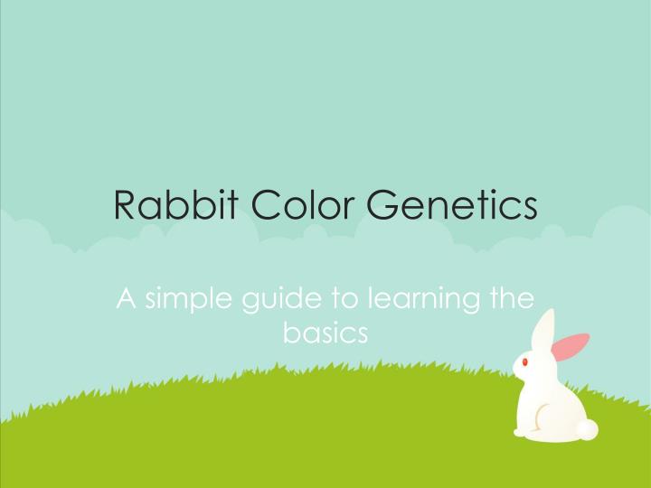 PPT - Rabbit Color Genetics PowerPoint Presentation, free download - ID ...