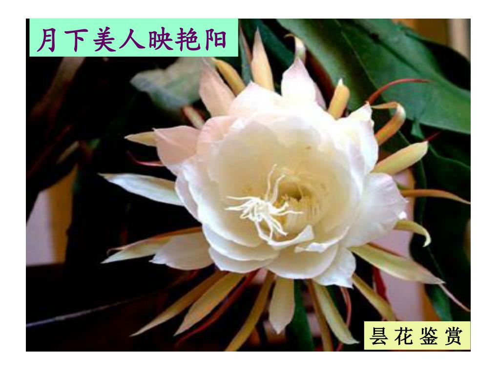 Ppt 月下美人映艳阳powerpoint Presentation Free Download Id Ppt 月下美人映艳阳powerpoint Presentation Free Download Id