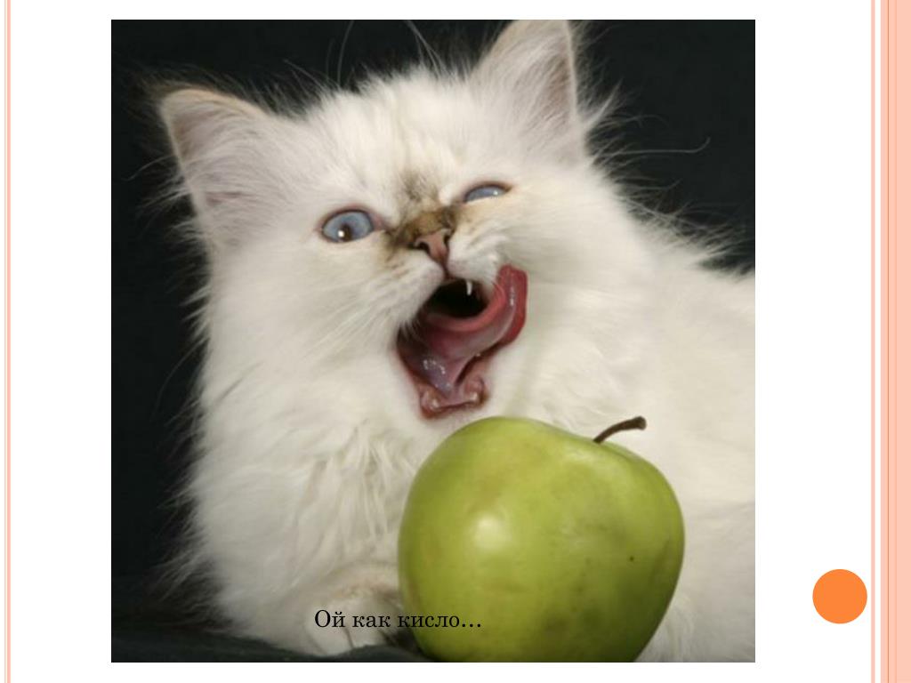 Щас бы яблочко куснуть и уснуть. Кот яблоко. Котик яблочко. Яблоки и коты. Кот ест яблоко.