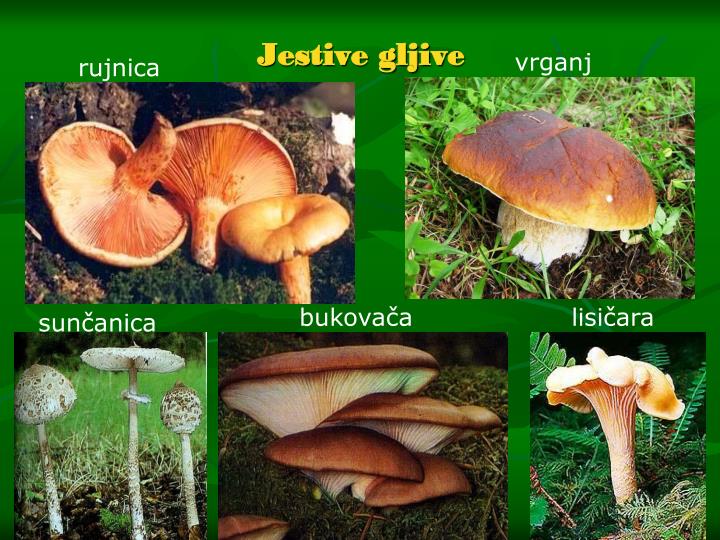 ppt-carstvo-gljiva-fungi-powerpoint-presentation-id-3550315