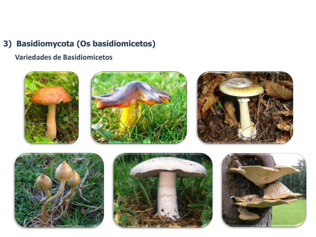 Ppt Reino Fungi Powerpoint Presentation Free Download Id3550510 2840