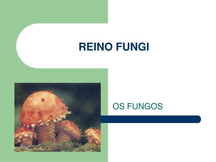 Cite Dois Exemplos De Representantes Do Reino Fungi