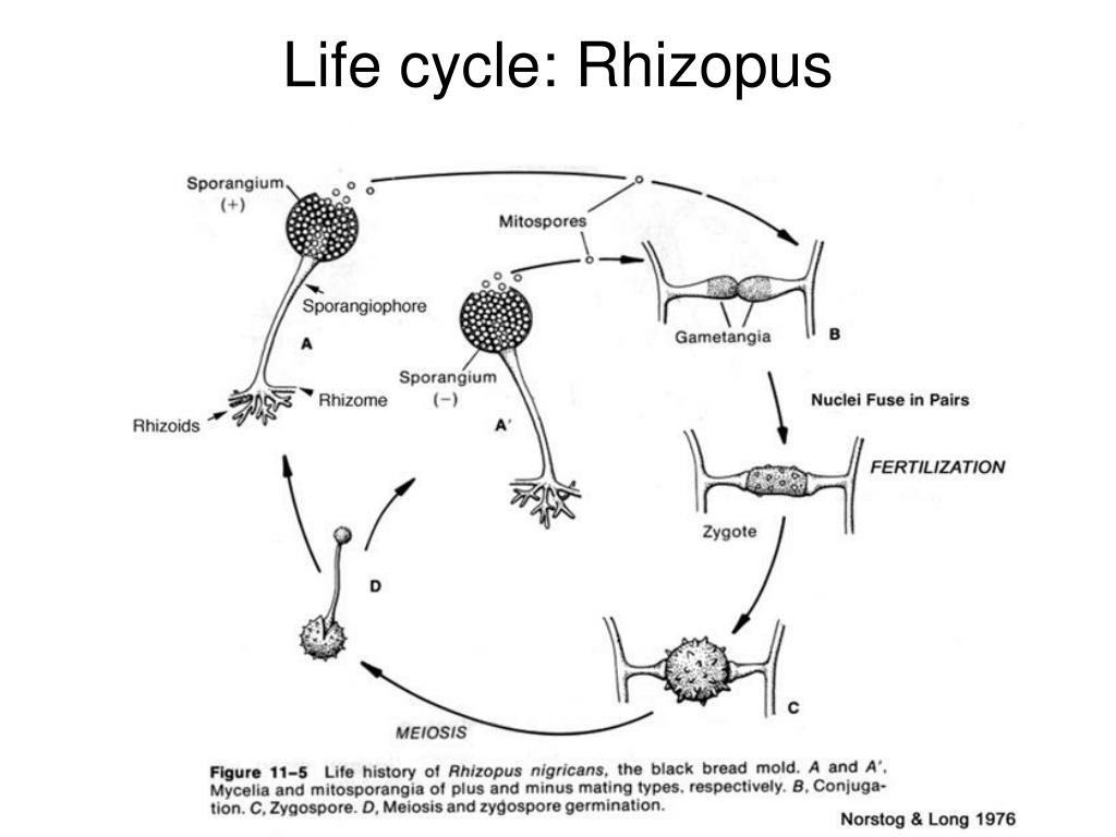 Rhizopus Stolonifer Life Cycle