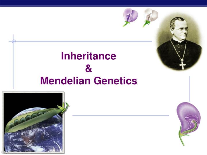 PPT - Inheritance & Mendelian Genetics PowerPoint Presentation, Free ...