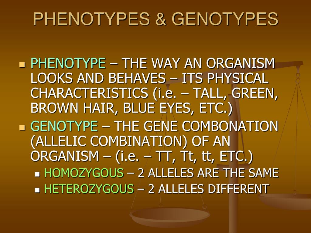 What is the phenotype ratio of HhGg HHGg 