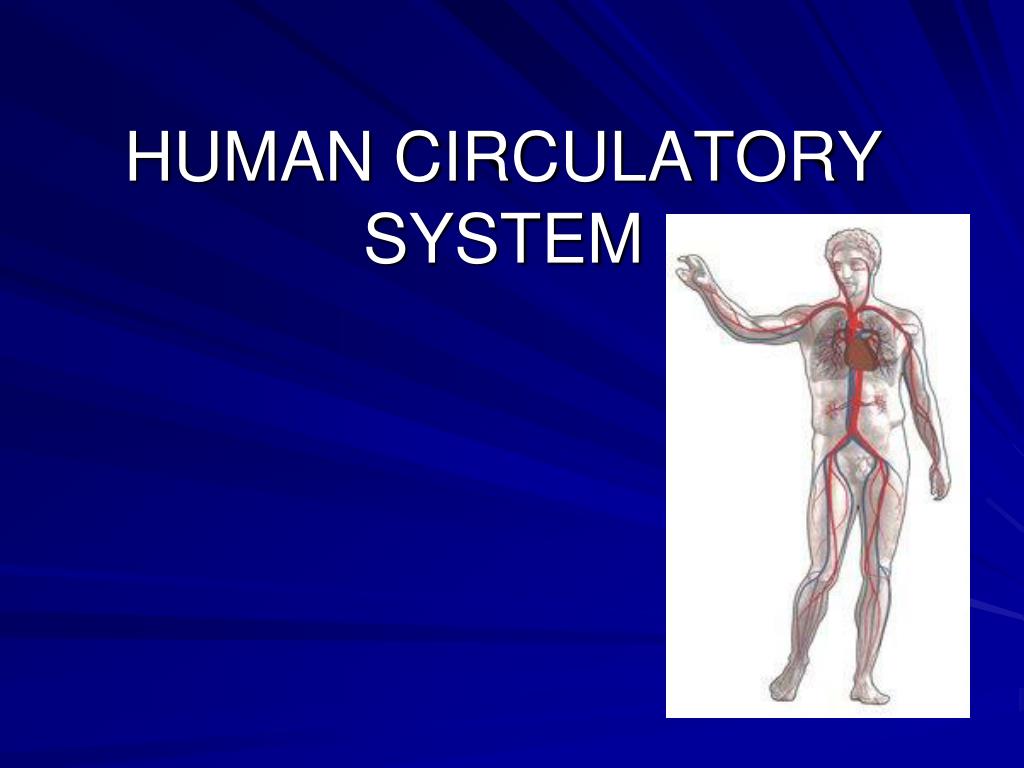 PPT - HUMAN CIRCULATORY SYSTEM PowerPoint Presentation, free download