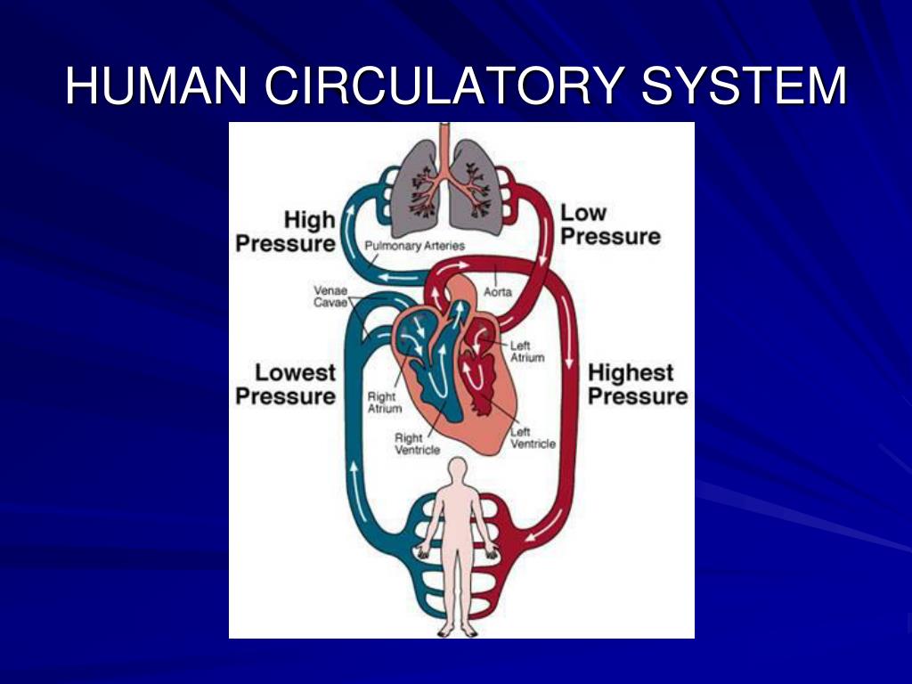 powerpoint presentation about the circulatory system