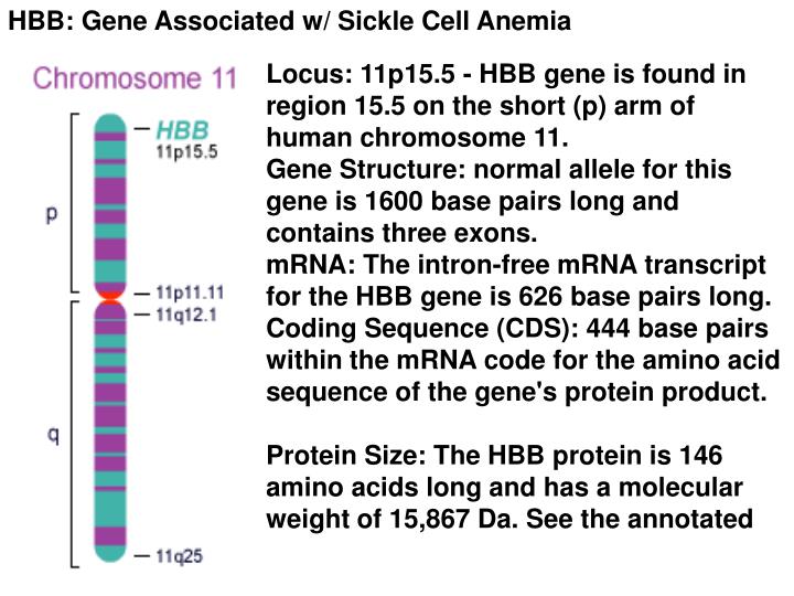 PPT Sickle cell anemia is an inherited disease where normal red blood