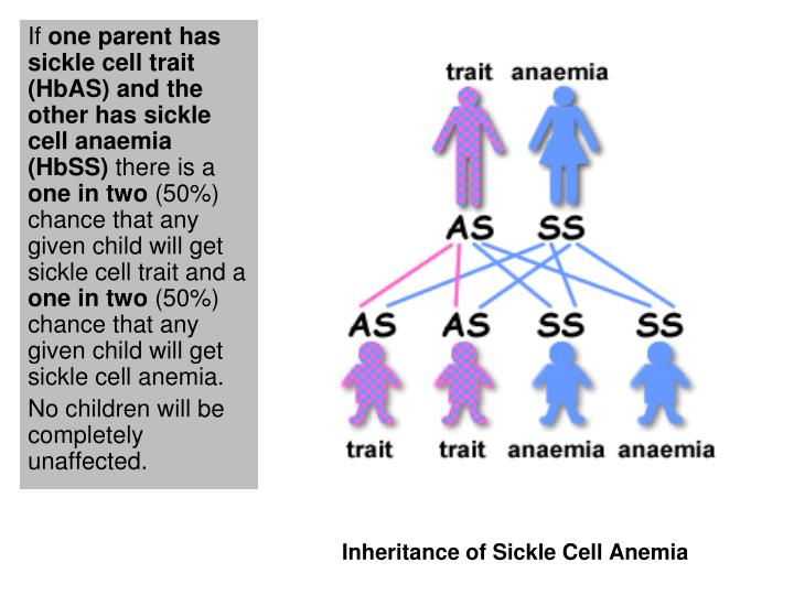 PPT - Haemoglobinopathies PowerPoint Presentation - ID:3553022
