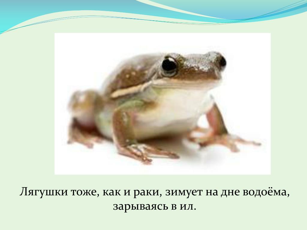 Жабу 1 класс. Где зимуют лягушки?. Как зимуют лягушки. Лягушки зимуют подо льдом. Жабы зимуют на дне водоема.