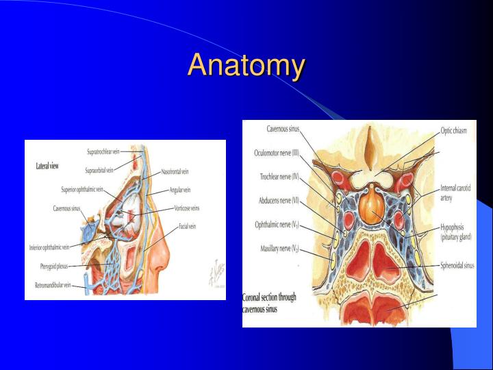 PPT - PERIORBITAL CELLULITIS PowerPoint Presentation - ID:3553901