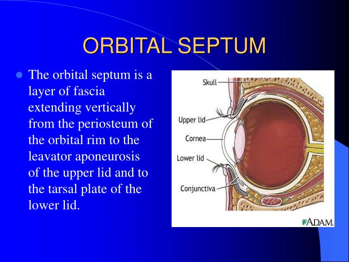 Orbital Septum Anatomy