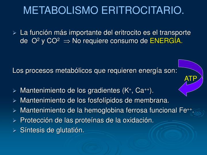 PPT - El ERITROCITO PowerPoint Presentation - ID:3555564