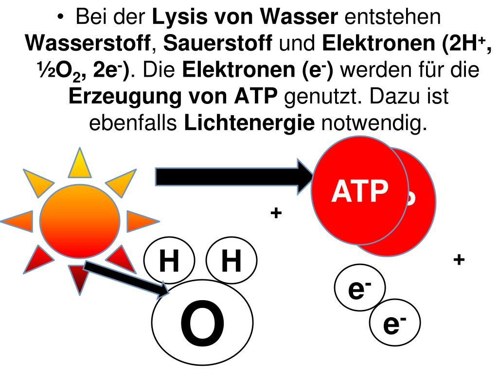 Zusammenhang Fotosynthese Und Zellatmung PPT - Zellatmung und Fotosynthese PowerPoint Presentation, free