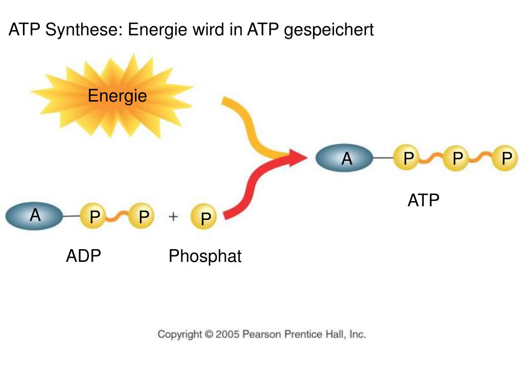 Wie Viel Atp Entsteht Bei Der Zellatmung PPT - Zellatmung und Fotosynthese PowerPoint Presentation, free