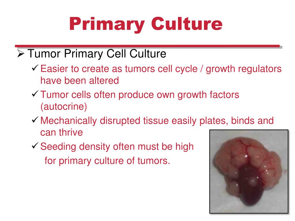 PPT Plant and Mammalian Tissue Culture PowerPoint Presentation, free