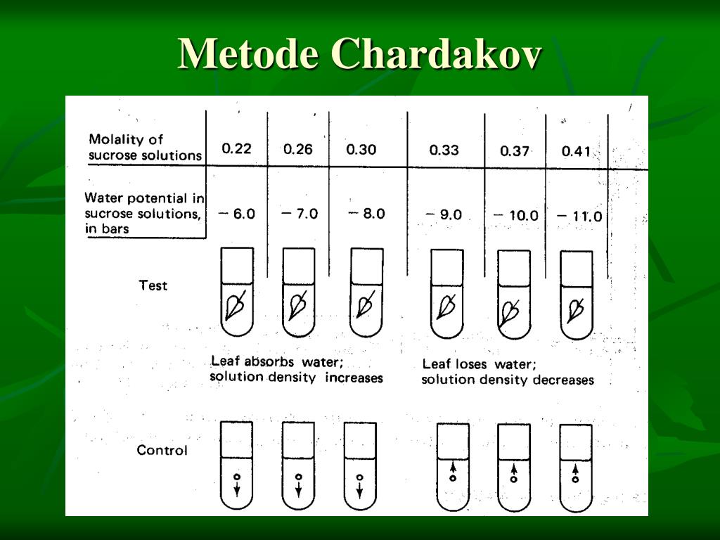 PPT - Dasar-dasar Fisiologi Tumbuhan PowerPoint Presentation, free ...