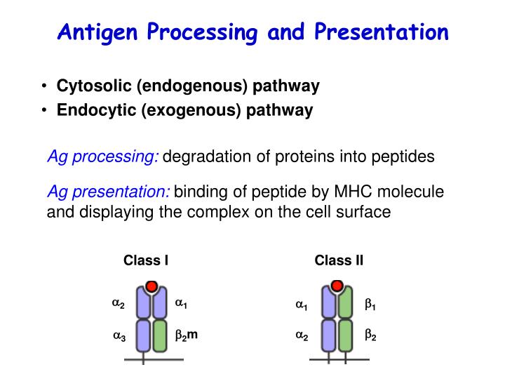 PPT - Antigen Processing and Presentation PowerPoint Presentation, free