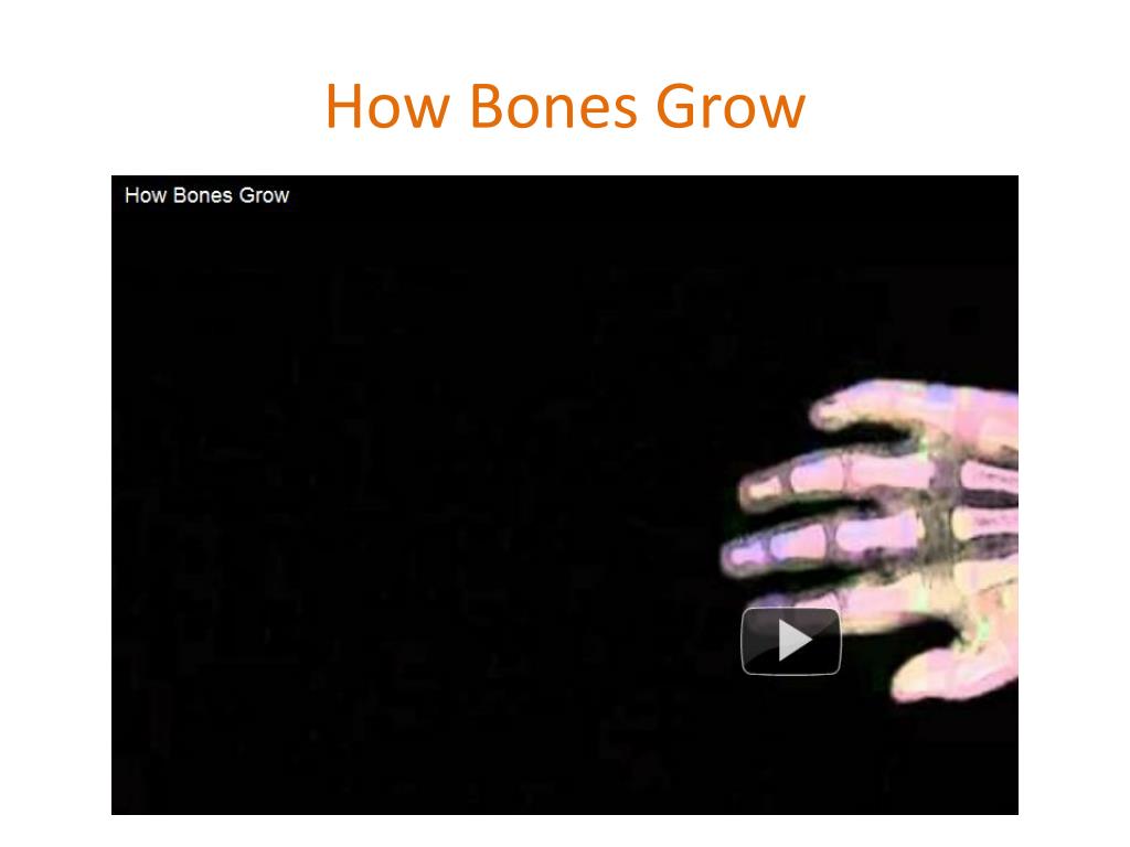 PPT The Skeletal System PowerPoint Presentation, free download ID