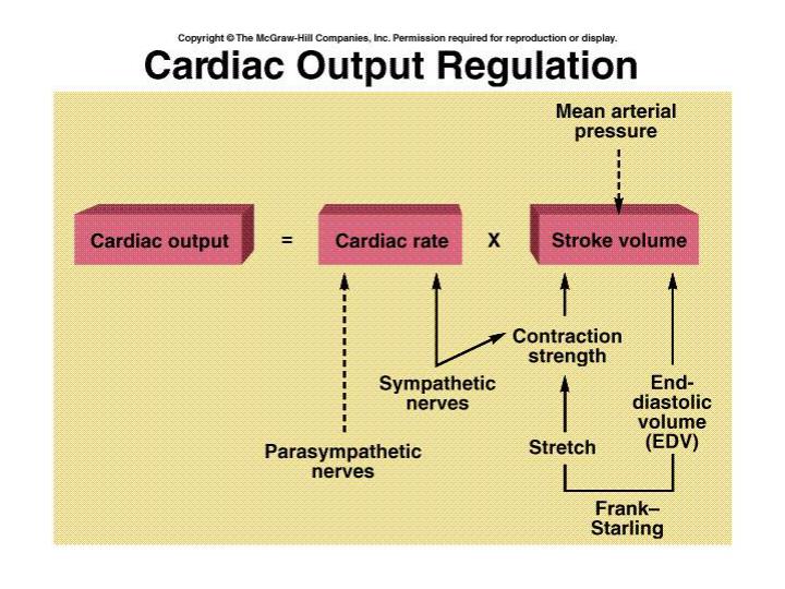 PPT - Regulation of cardiac activity Cardiac output Blood flow Blood ...