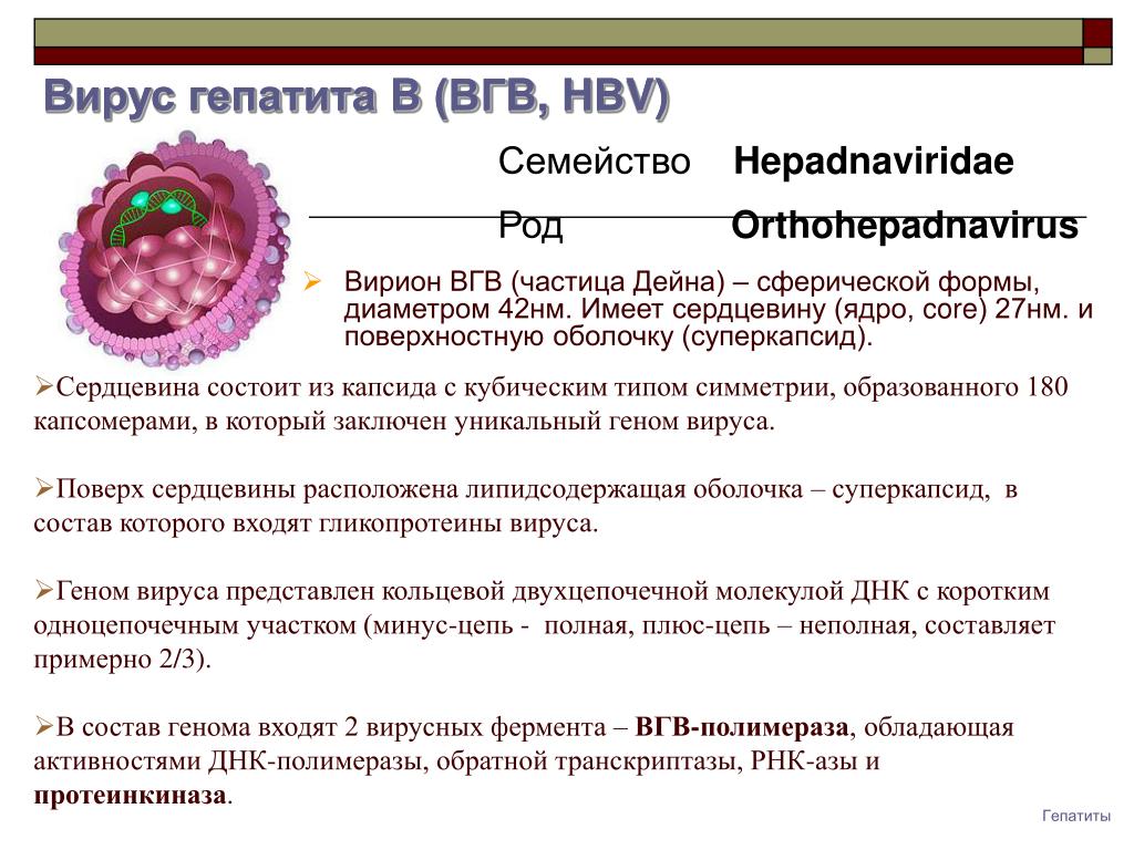 Сколько вирус гепатита. Частица Дейна вируса гепатита. Гепатит б формы вирусных частиц. Вирус гепатита б. Структура вириона вируса гепатита в.