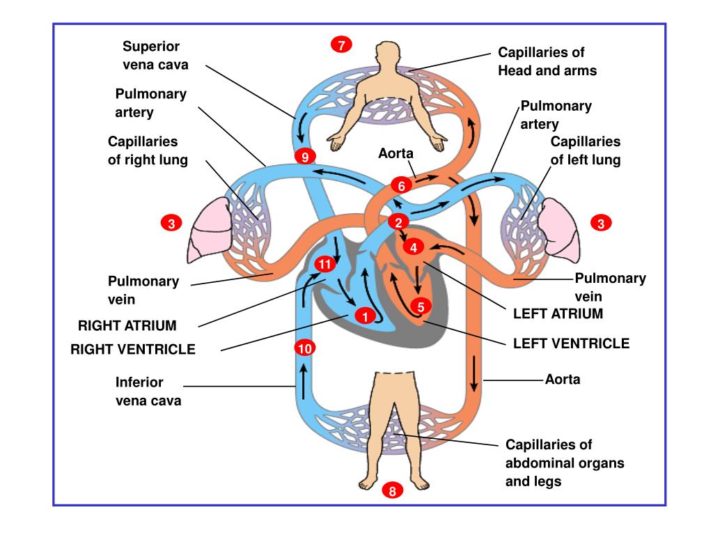 PPT - Arteries of pulmonary circulation PowerPoint Presentation, free ...