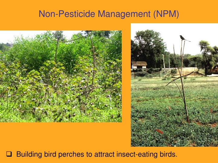 non pesticidial management Csa has pioneered the concept of non pesticidal management which is now practiced by millions of farmers in andhra pradesh the ecological and economical. non pesticidial management Csa has pioneered the concept of non pesticidal management which is now practiced by millions of farmers in andhra pradesh the ecological and economical.