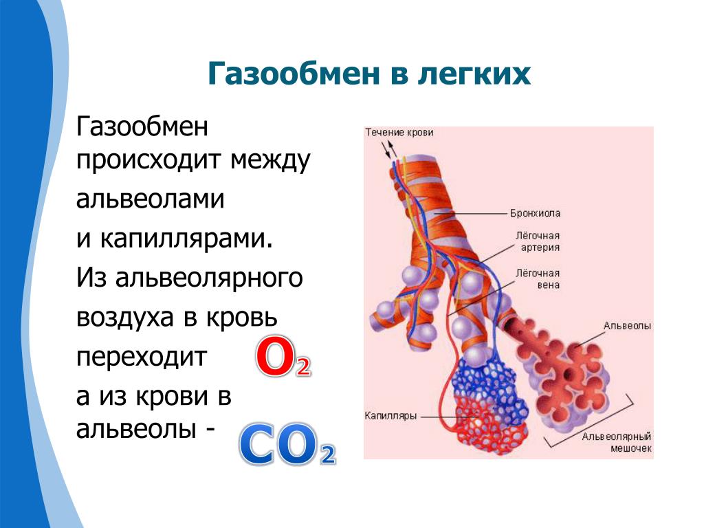 Обмен газов между альвеолярным воздухом и кровью. Дыхательная система альвеола газообмен. Строение ткани альвеолы. Газообмен в альвеолах легких. Строение альвеолы газообмен.