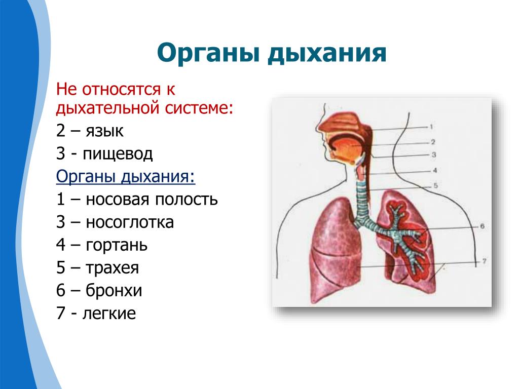 Воздух из гортани попадает в. Дыхательная система органов структура. 2) Строение органов дыхания.. Носовая полость гортань трахея бронхи легкие. Дыхательная система органов дыхания рис 52.