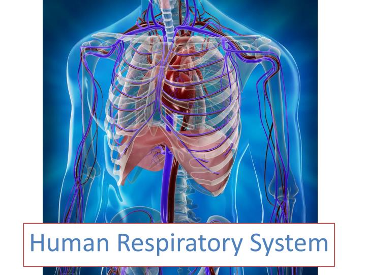 the respiratory system powerpoint presentation
