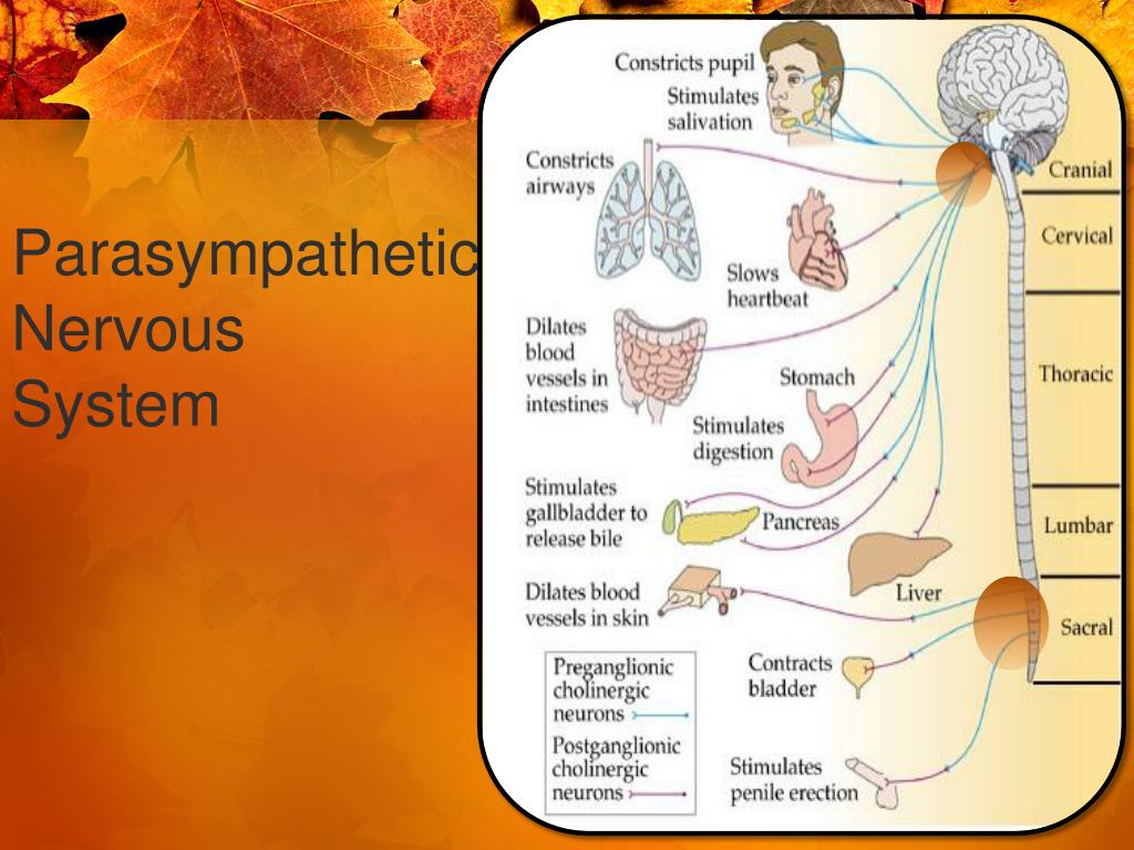PPT - Drugs Affecting the Nervous System PowerPoint Presentation, free