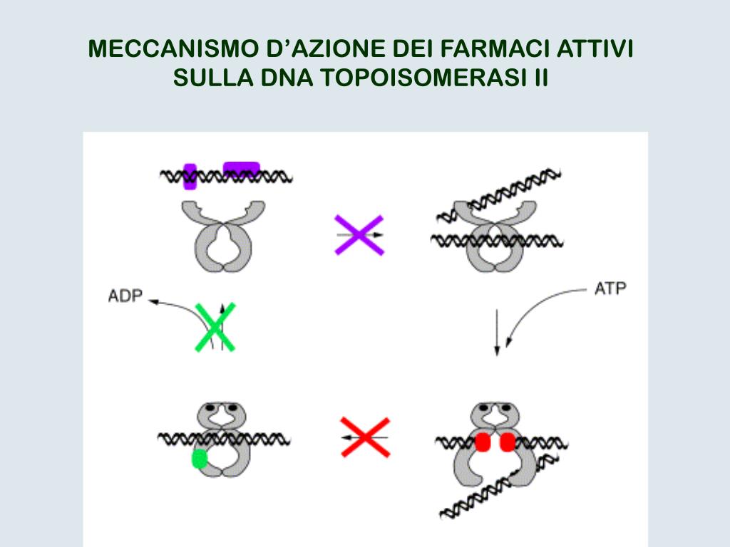PPT - Inibitori delle DNA topoisomerasi PowerPoint Presentation, free  download - ID:3567073