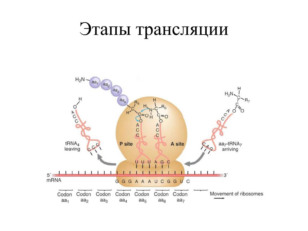 Первый этап трансляции. Этапы трансляции. Трансляция биология этапы. Основные фазы трансляции. Характеристика этапов трансляции.