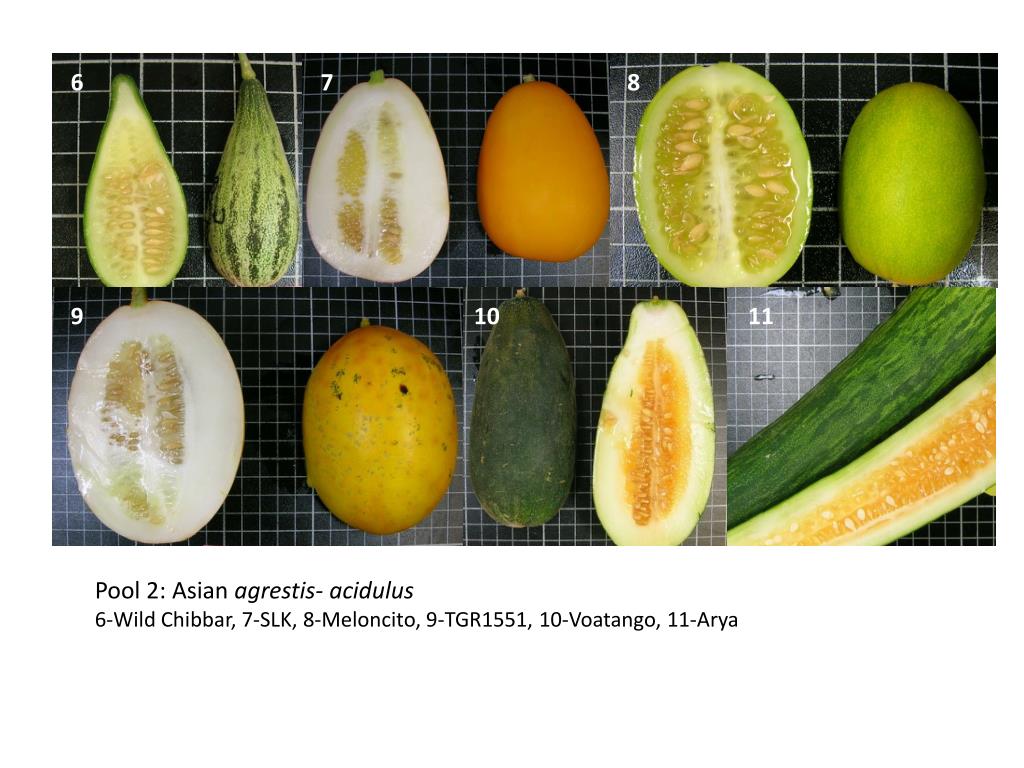 PPT - Pool 1: African agrestis 1-Tibish, 2-Fadasi, 3-HSD, 4-Tayer, 5 ...