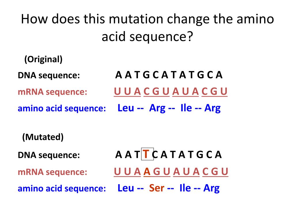 amino acid sequence amino acid sequence