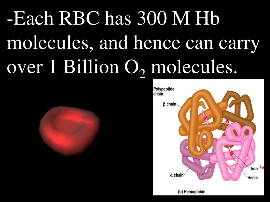 PPT - Gas Transport Via Circulation- Oxygen and Carbon Dioxide ...