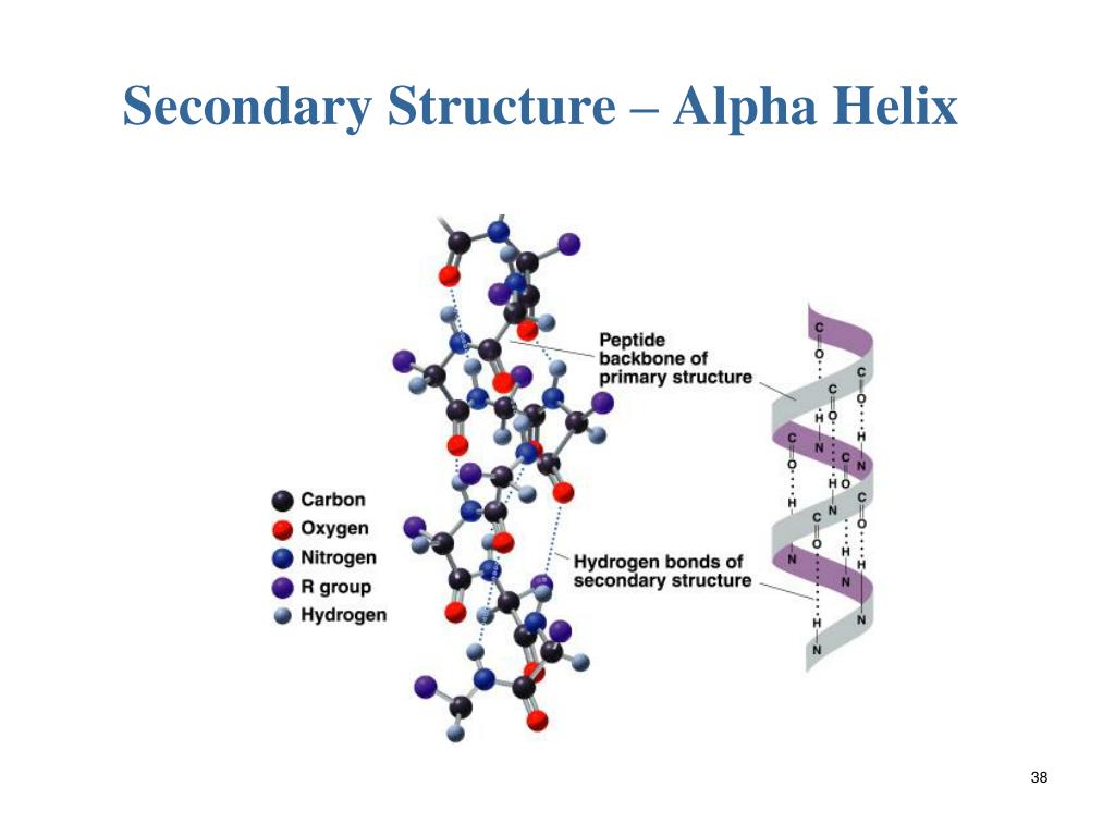 PPT Amino Acids And Proteins PowerPoint Presentation Free Download 