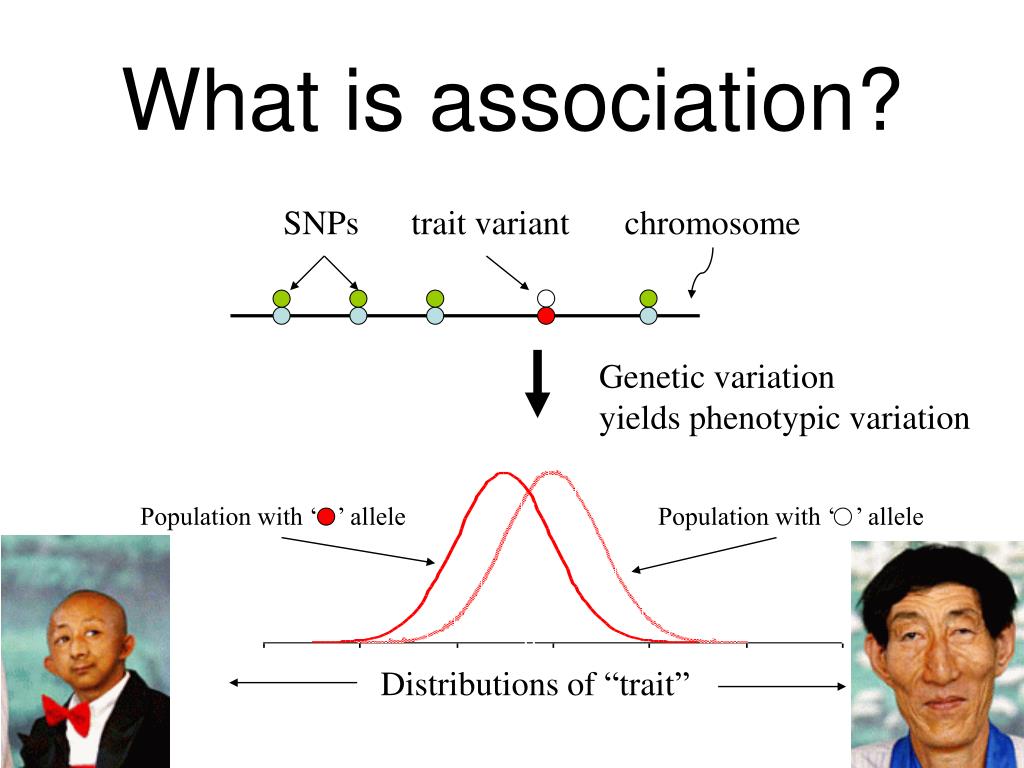 Natural Association Example PPT - Biomedical Master Introduction to genome-wide association studies ...